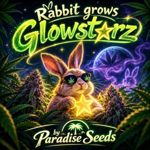 Glowstarz by Paradise Seeds. Week 0