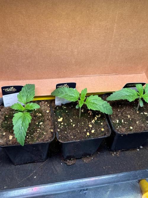 Glowstarz by Paradise Seeds. Week 1