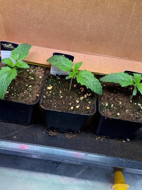 Glowstarz by Paradise Seeds. Week 1