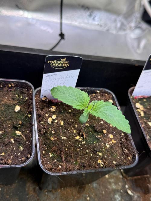 Clementine Slush by World Breeder. Week 1