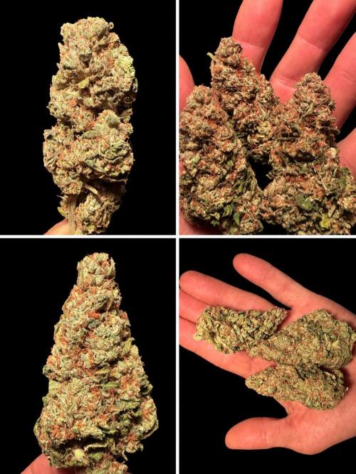 Devils Cookies (SSSC US Strain Cup). Week 16