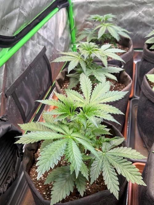Glowstarz by Paradise Seeds. Week 3