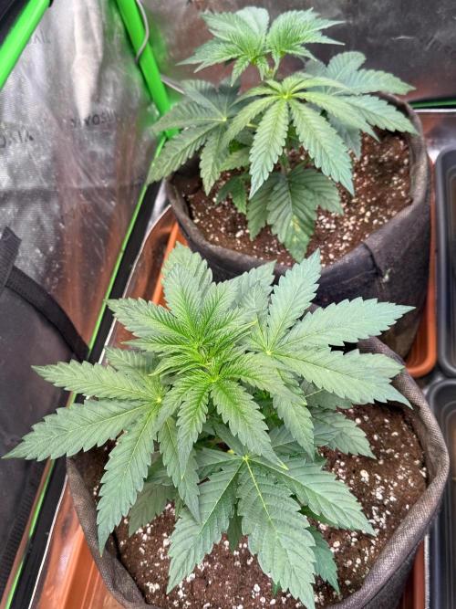 Glowstarz by Paradise Seeds. Week 3