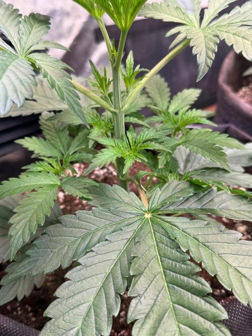Glowstarz by Paradise Seeds. Week 3