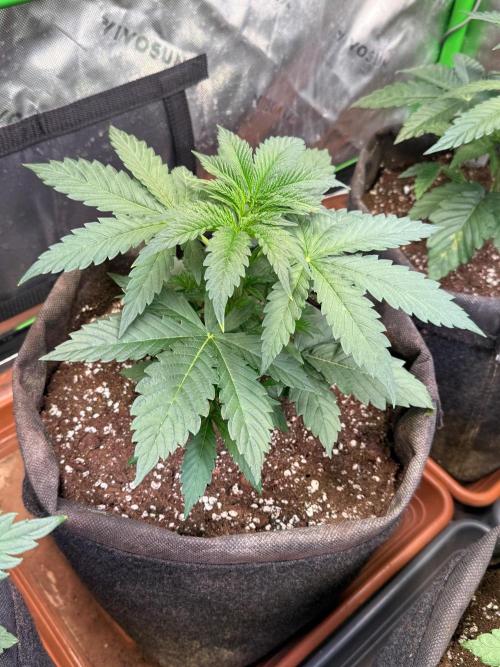 Glowstarz by Paradise Seeds. Week 3