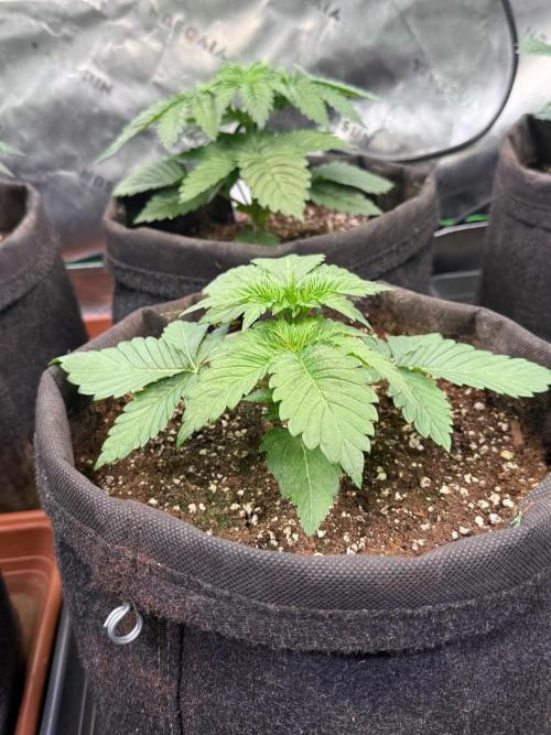 Clementine Slush by World Breeder. Week 3