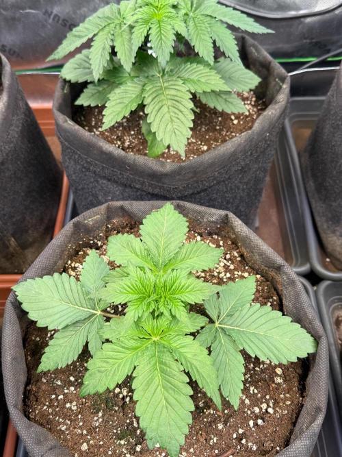 Clementine Slush by World Breeder. Week 3