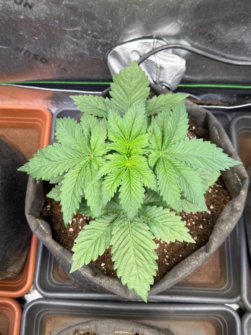 Clementine Slush by World Breeder. Week 3