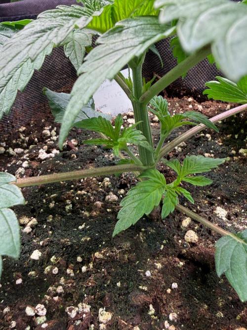 Clementine Slush by World Breeder. Week 3