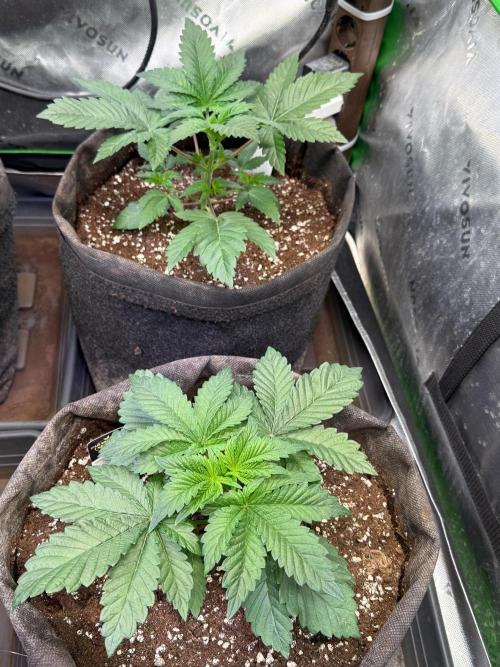 Crunch by World Breeder. Week 3