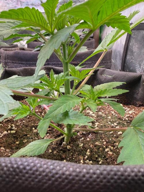 Crunch by World Breeder. Week 3