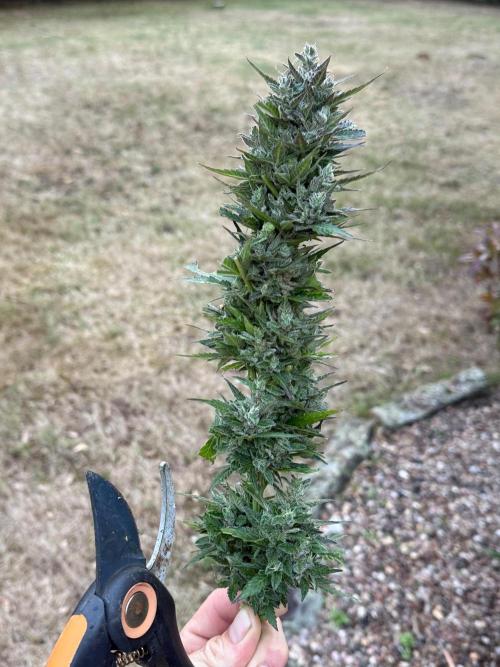 Auto Kong 4 by Paradise Seeds. Week 12