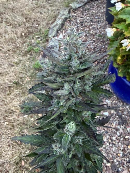 Auto Kong 4 by Paradise Seeds. Week 12