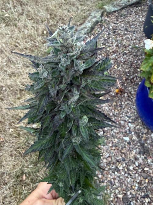 Auto Kong 4 by Paradise Seeds. Week 12