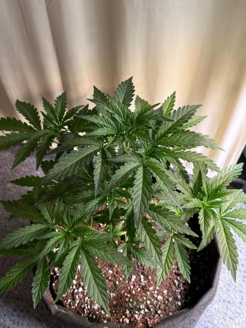 Glowstarz by Paradise Seeds. Week 3