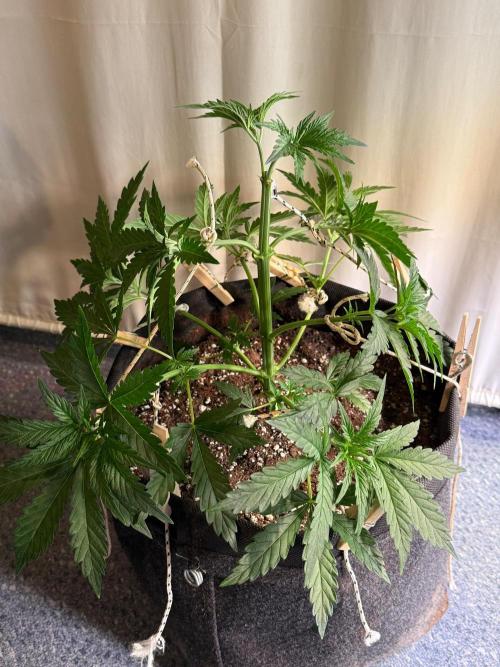 Glowstarz by Paradise Seeds. Week 3