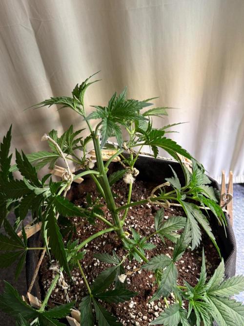 Glowstarz by Paradise Seeds. Week 3