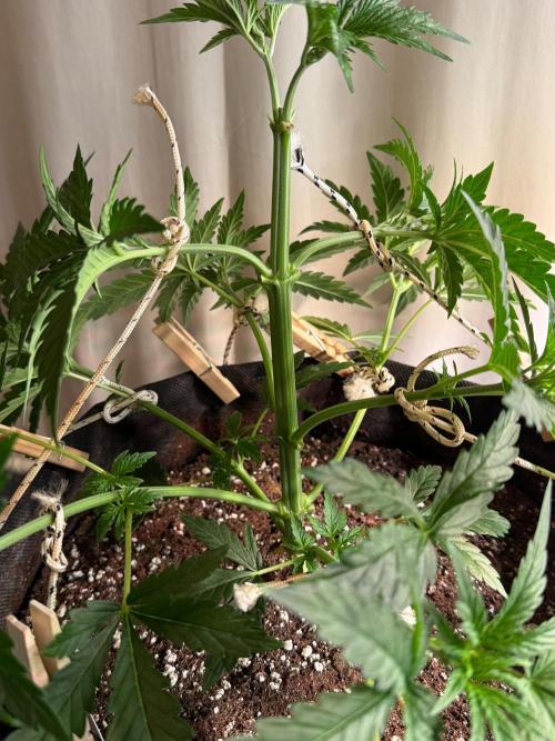Glowstarz by Paradise Seeds. Week 3