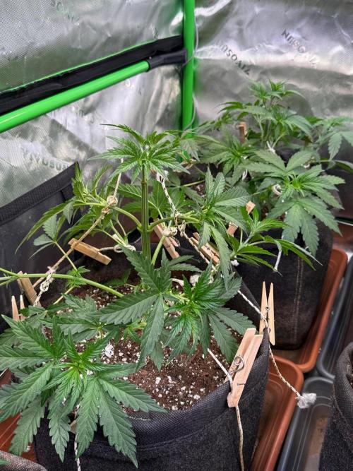 Glowstarz by Paradise Seeds. Week 3
