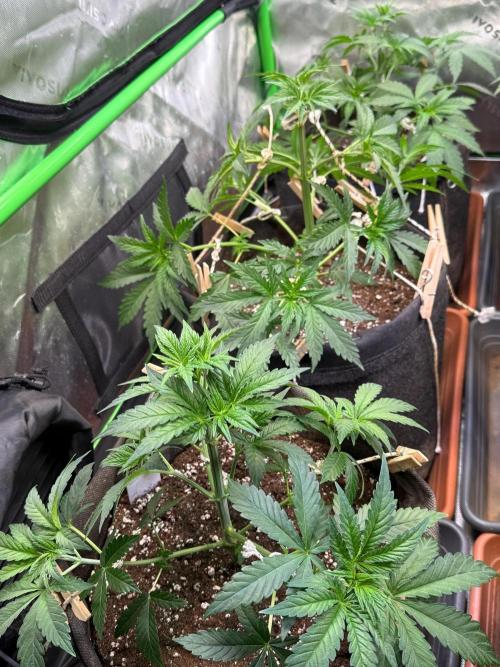 Glowstarz by Paradise Seeds. Week 3