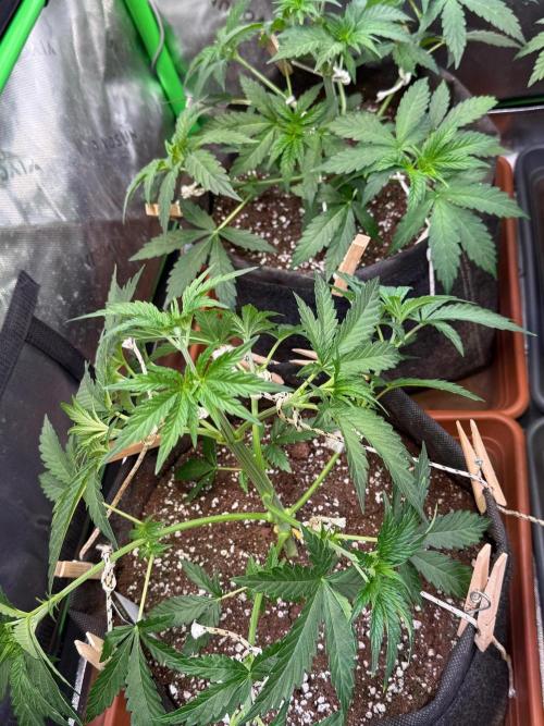 Glowstarz by Paradise Seeds. Week 3
