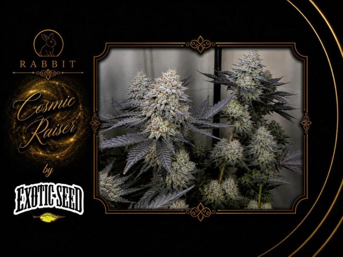Cosmic Raiser . Week 16