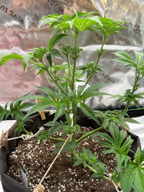 Glowstarz by Paradise Seeds. Week 4