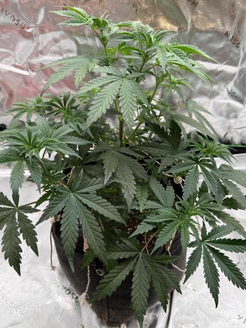 Glowstarz by Paradise Seeds. Week 4