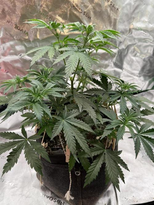 Glowstarz by Paradise Seeds. Week 4