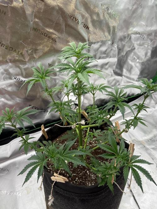 Glowstarz by Paradise Seeds. Week 4