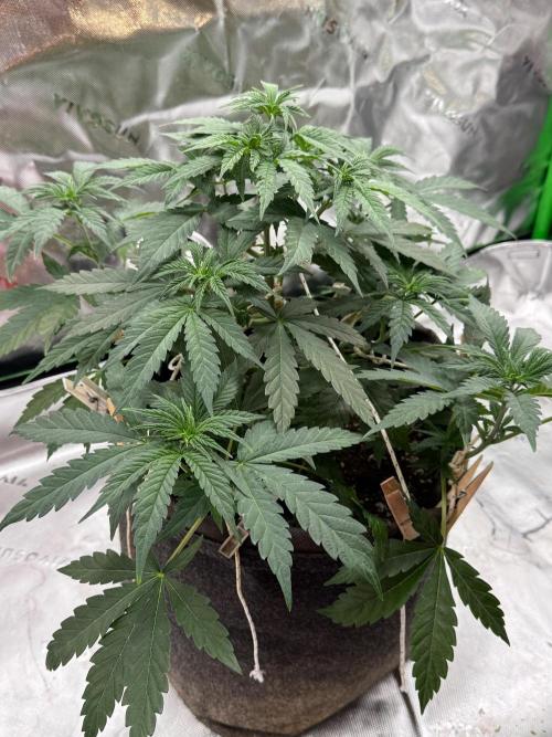 Glowstarz by Paradise Seeds. Week 4