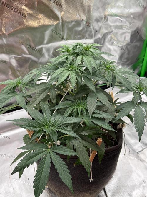 Glowstarz by Paradise Seeds. Week 4