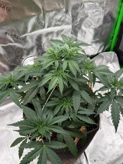 Glowstarz by Paradise Seeds. Week 4