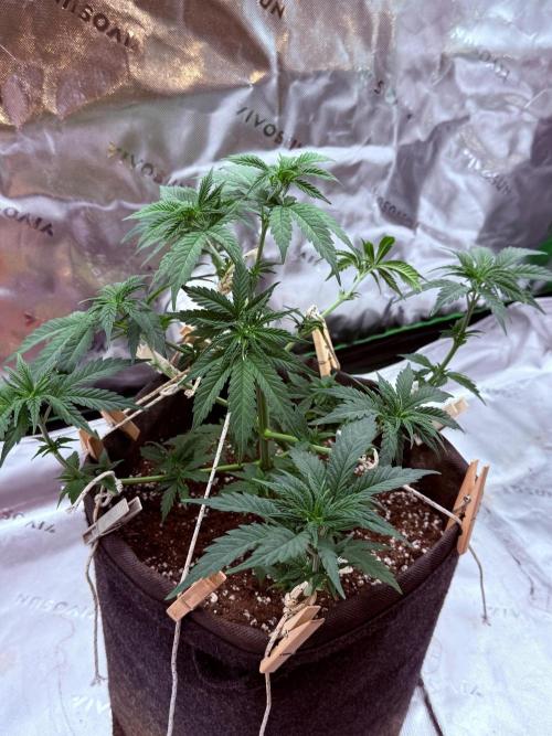 Glowstarz by Paradise Seeds. Week 4