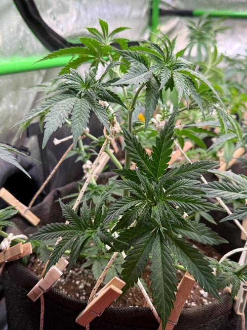 Glowstarz by Paradise Seeds. Week 4