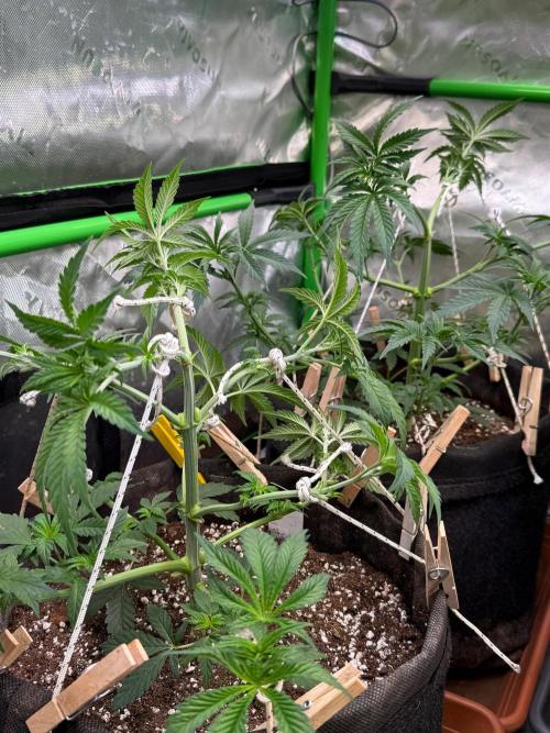 Glowstarz by Paradise Seeds. Week 4