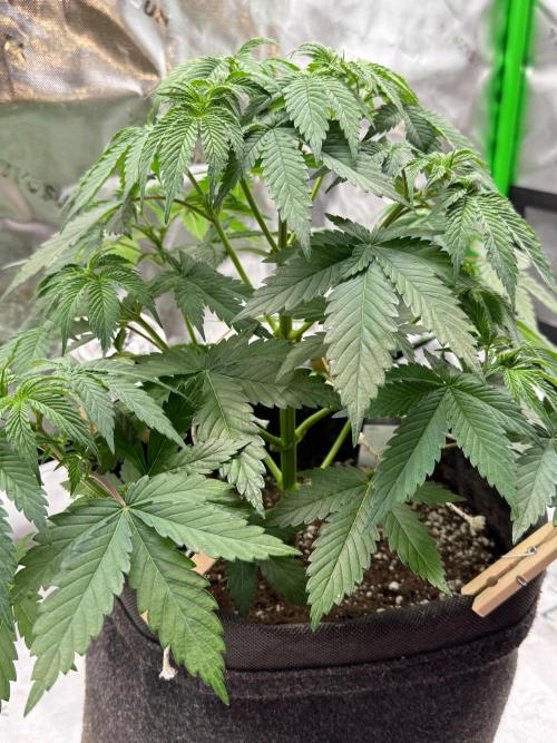 Clementine Slush by World Breeder. Week 4