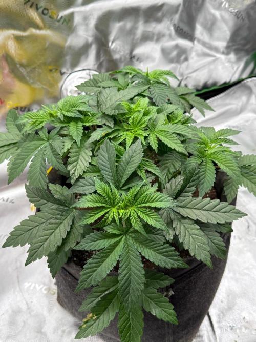 Crunch by World Breeder. Week 4
