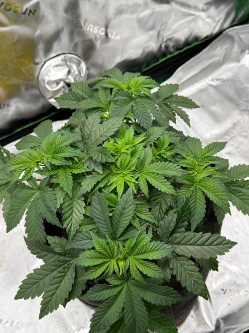 Crunch by World Breeder. Week 4