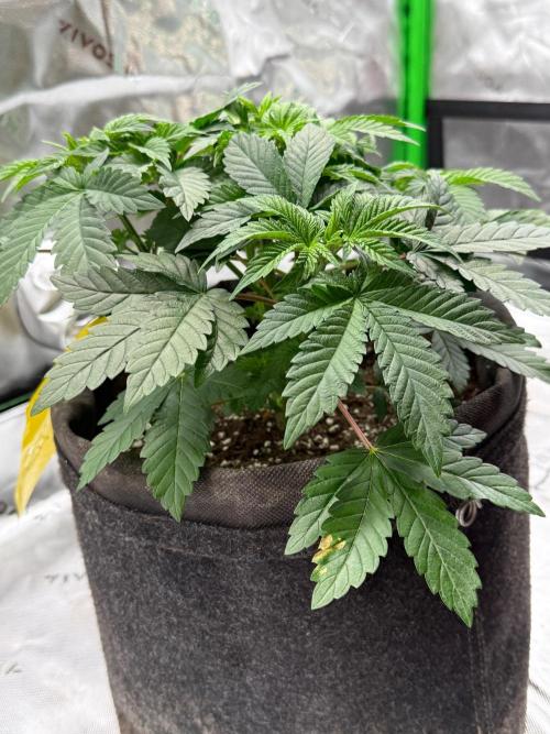 Crunch by World Breeder. Week 4