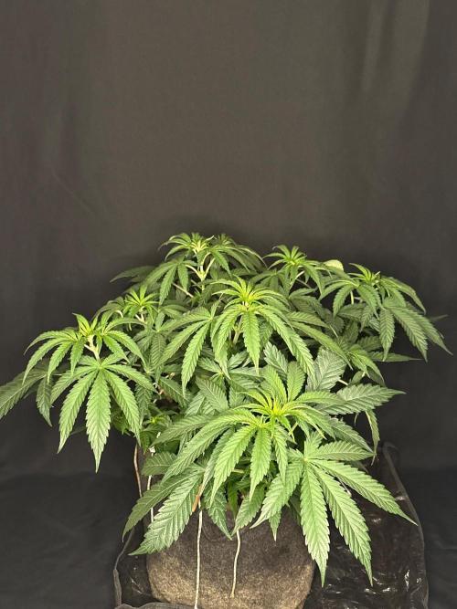 Glowstarz by Paradise Seeds. Week 5