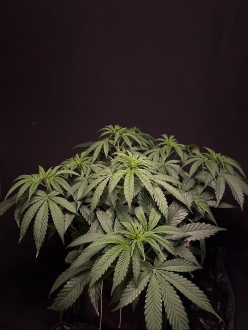 Glowstarz by Paradise Seeds. Week 5