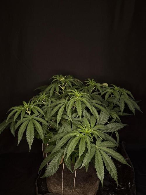 Glowstarz by Paradise Seeds. Week 5