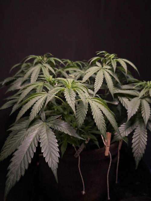 Glowstarz by Paradise Seeds. Week 5