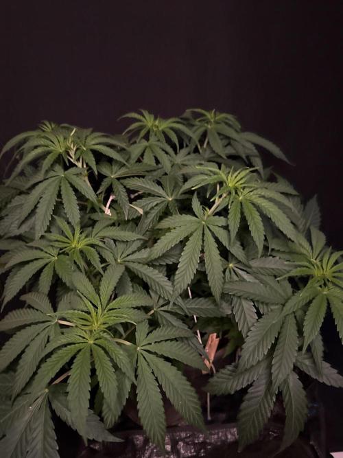 Glowstarz by Paradise Seeds. Week 5
