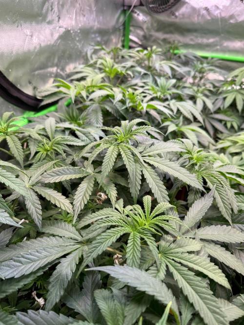 Glowstarz by Paradise Seeds. Week 5