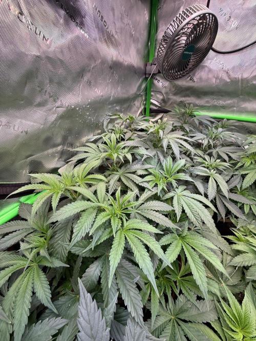 Glowstarz by Paradise Seeds. Week 5