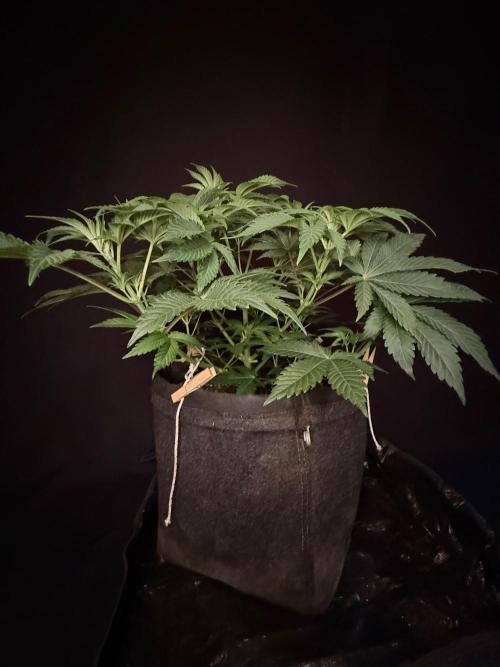 Clementine Slush by World Breeder. Week 5