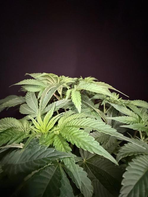 Clementine Slush by World Breeder. Week 5