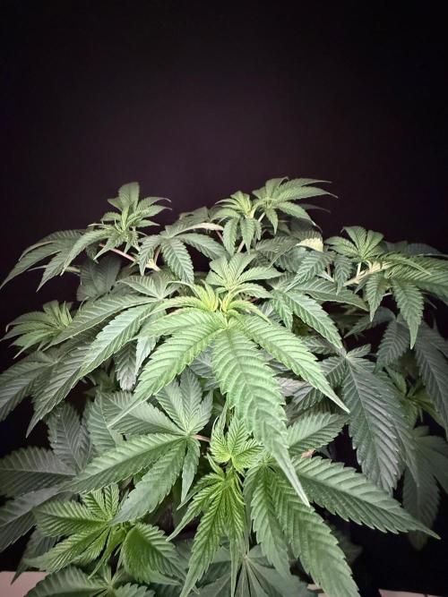 Crunch by World Breeder. Week 5